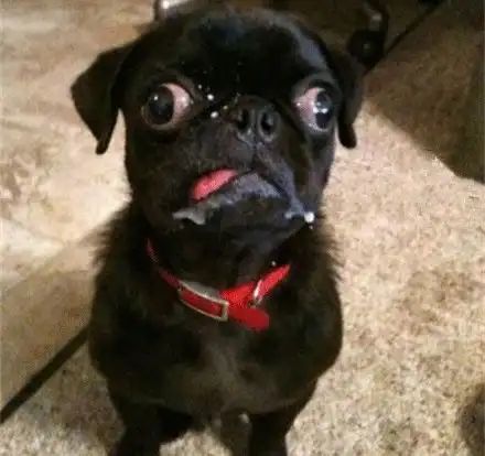 萌宠从狗狗的眼睛里,你可以看到全世界
