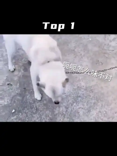 盘点宠物地神操作,狗子你说真的狗啊,你不是人,汪汪汪,看把狗急得爆笑神操作宠物沙雕搞笑搞笑
