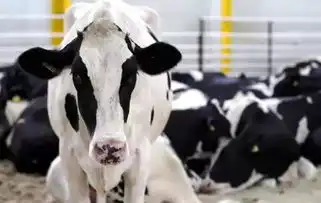 牛奶不仅能喝,还是生物性农药
