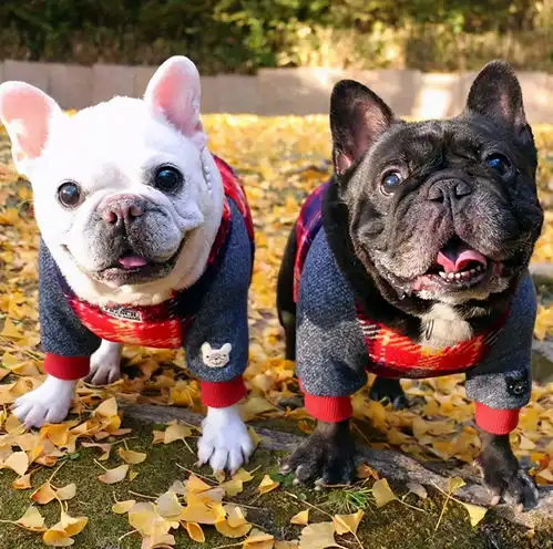 法斗犬皮肤病用什么药治疗
