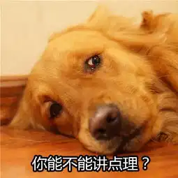 搞笑动物趣图,金毛忽悠我说吃鸡,我都玩一天了,哪里有鸡吃
