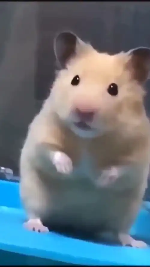 动物搞笑合集
