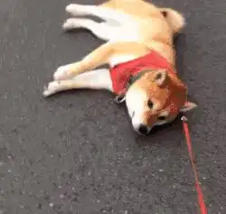 二哈别人家的狗狗遛都遛不走,而我却想带你飞
