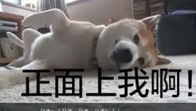 主人上厕所,狗子非往裤裆钻
