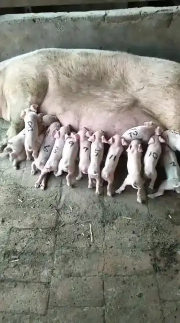 下午好,猪崽子吃奶了
