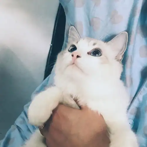 成猫英短美短高地找新家
