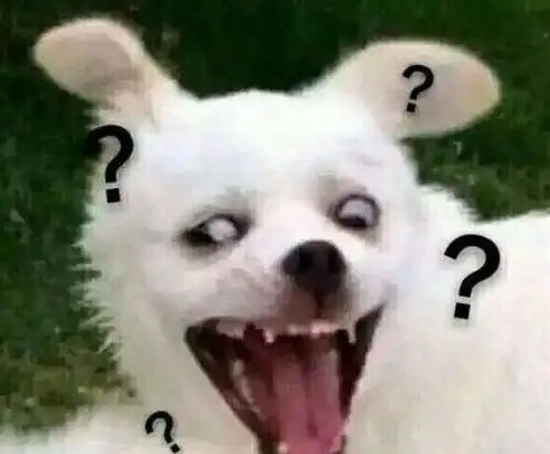 中国式养宠鄙视链,养品种犬看不起土狗,看看你处在鄙视链哪环
