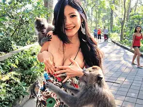 动物袭击人类惊魂瞬间美女遭猴子袭胸
