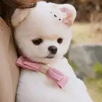 搞怪宠物狗微信头像微信头像图片大全
