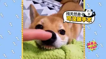 柴犬,继二哈之后,又一个表情包
