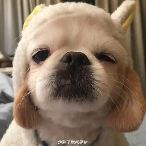 你们觉不觉得野生珍妮的狗很好笑啊
