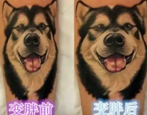 纹身后变胖,纹身的图案会发生什么变化看到最后,网友笑出腹肌
