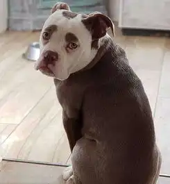 德斗牛犬因愁眉不展被称世界最悲伤小狗

