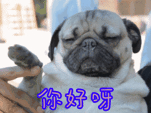你好呀真人美女帅哥动态微信表情图片
