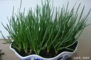 他把野菜种进花盆,身价翻几倍,每天毛收入2000元
