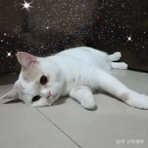 母猫英短,四个月大,2.8kg,不算胖还能发腮吗