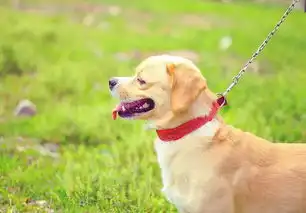 天津发布养犬新规这些犬不能养,铲屎官们速看
