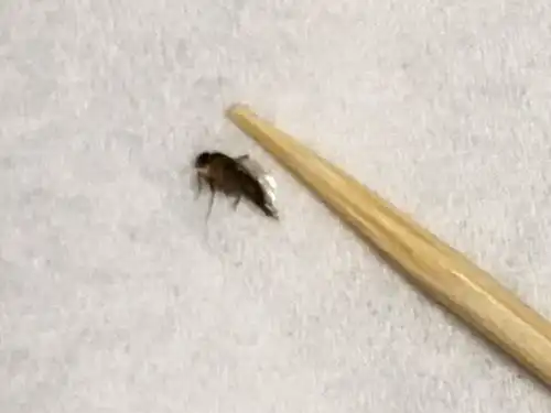 最近家里突然出现了这种小飞虫,有的比图片上大些,请大家帮忙看看是
