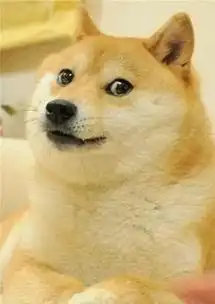 狗狗搞笑表情包来了不打算让自己可爱点吗教你转成微信表情包