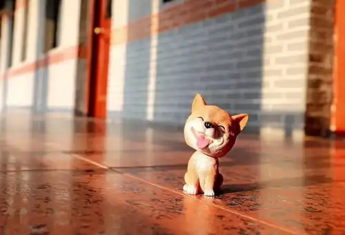 摄影携萌犬祝华东政法大学生日快乐
