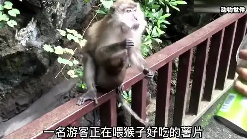 搞笑动物一位小孩被猴子盯上了
