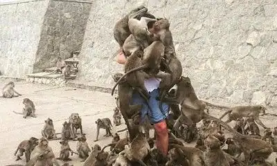 被猴群包围怎么办

