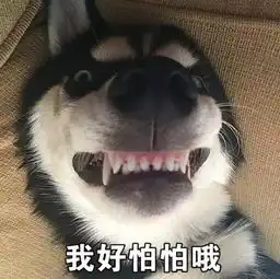 百科快住手这5个你经常做的事正危害毛孩子的健康

