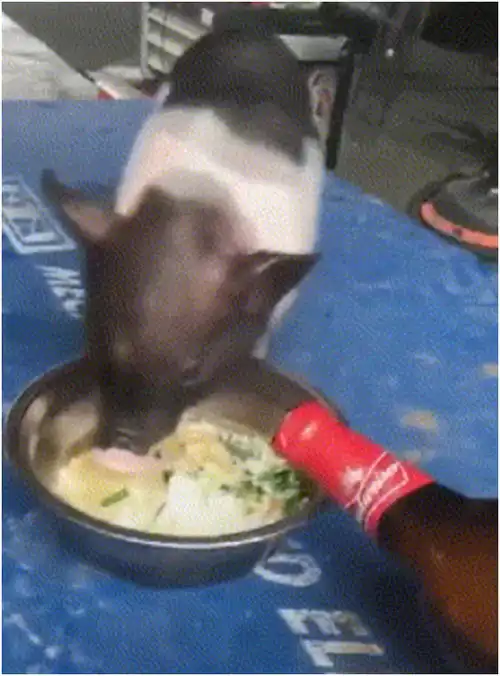 搞笑段子给小猪猪的饭里加点料会怎么样呢
