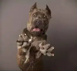 谁说人家是猛犬,人家明明萌得很有节奏感
