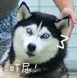 二哈表情包
