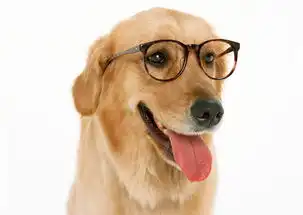 趣猫趣狗高清宠物图集
