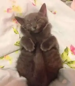 萌宠小猫咪甩你一个萌萌哒侧脸
