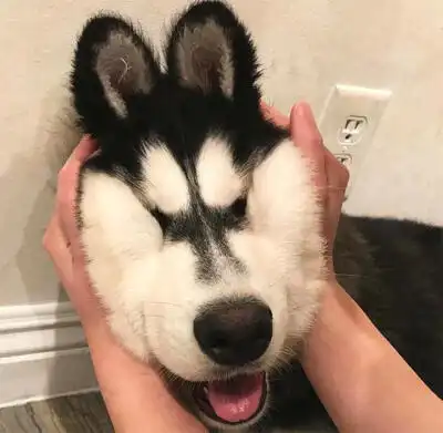 搞笑萌宠