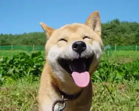 你们记得这表情吗这只以微笑感动世界的柴犬走了
