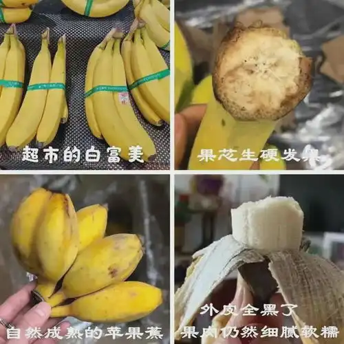 玩个很新的东西打工人的摸鱼搭子,同事都吃上了我养的香蕉