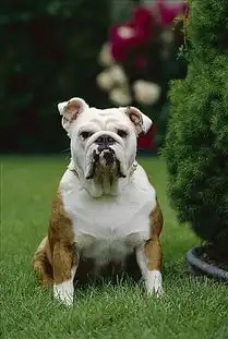 英国斗牛犬
