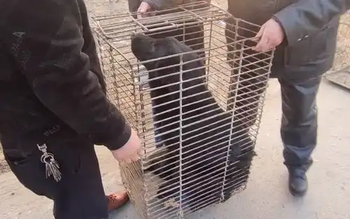 600块,温顺大黑狗在狗贩之间连续被卖3次,狗贩来上吊绳送给它
