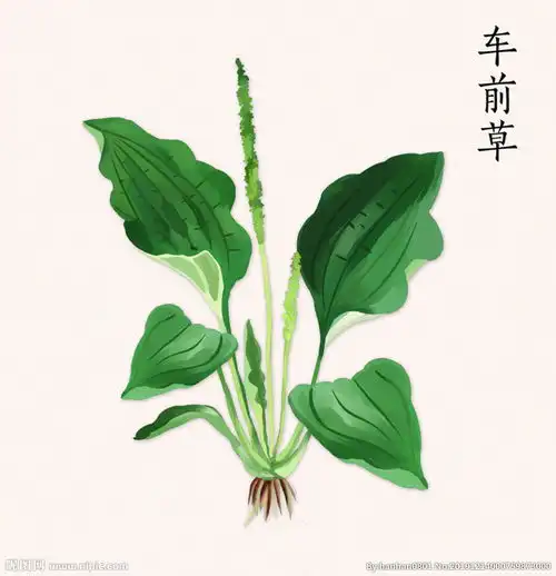 手绘车前草图片
