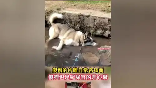 傻狗的沙雕名场面,家有傻狗快乐的却是铲屎官,被气笑的铲屎官动物的迷惑行为动物搞笑沙雕爆笑