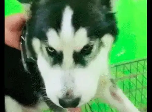 哈士奇的脸被蛇咬了,送到医院时已肿成猪头了,看着心疼又好笑
