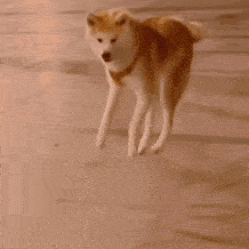 狗子表情柴犬表情包十八
