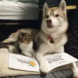 一只自以为是狗的猫,太萌了
