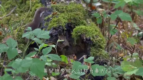 黄鼠狼再会放屁都不管用了,因为遇上了硬茬,被猫咪锁喉毙命
