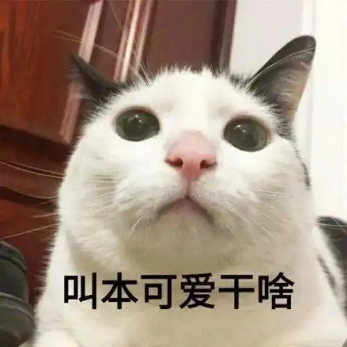 长得可爱就是麻烦丨第125期喵表情
