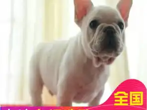 图可货到付款可基地挑选精品法国斗牛犬签协议包健康成都宠物狗
