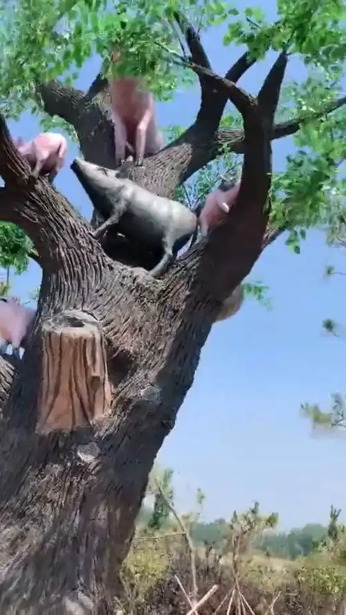 男人靠得住,猪都能上树,这个造型给男人洗白了
