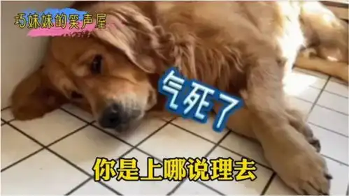 搞笑集锦给金毛找的老婆,被二哈抢走了,还生了一窝哈士金
