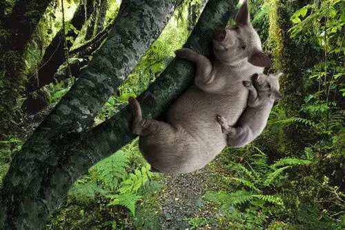 老板,请回答如何让猪上树
