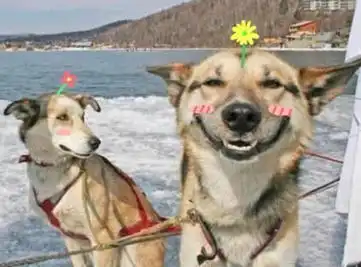 搞笑狗狗图片素材爱笑的搞笑狗狗
