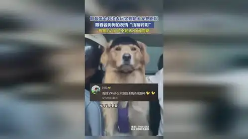 假装带金毛出去玩实则是去宠物医院,狗狗的表情由晴转阴
